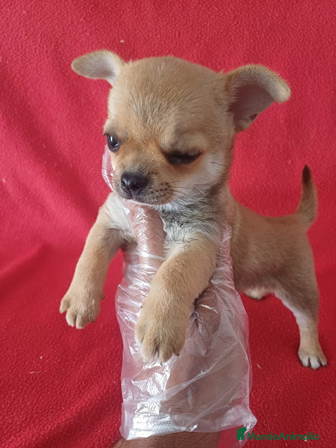Chihuahua perros en venta: Chihuahua Mini  - Imagen 1