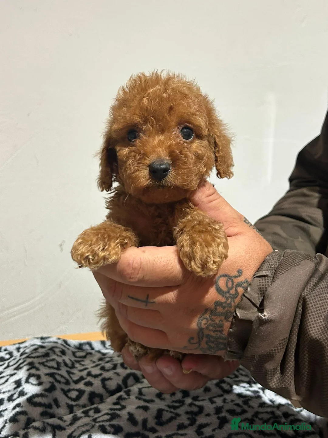 Caniche Toy perros en venta: Caniche toy - Anuncio 5