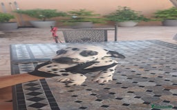 Dálmata perros en venta: Dálmata - Imagen 4