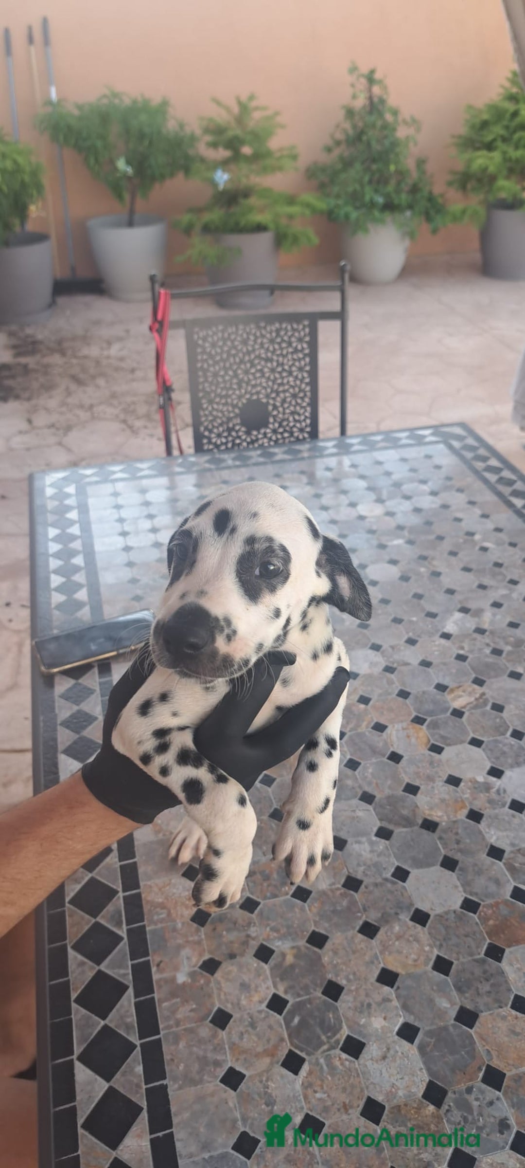 Dálmata perros en venta: Dálmata - Imagen 4