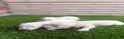 Maltipoo perros en venta: Maltipoo Toy y enanos - Anuncio 2
