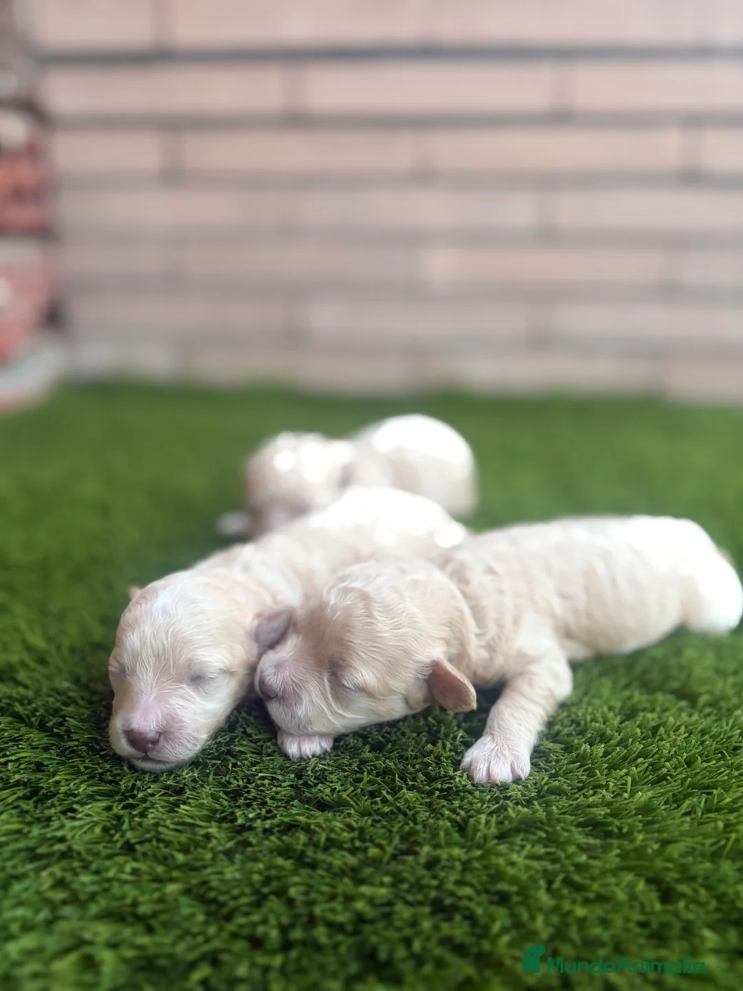 Maltipoo perros en venta: Maltipoo Toy y enanos - Anuncio 2