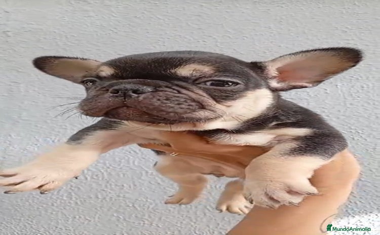 Bulldog Francés perros - Anuncio 3