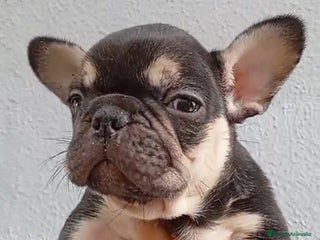 Bulldog Francés perros - Anuncio 3