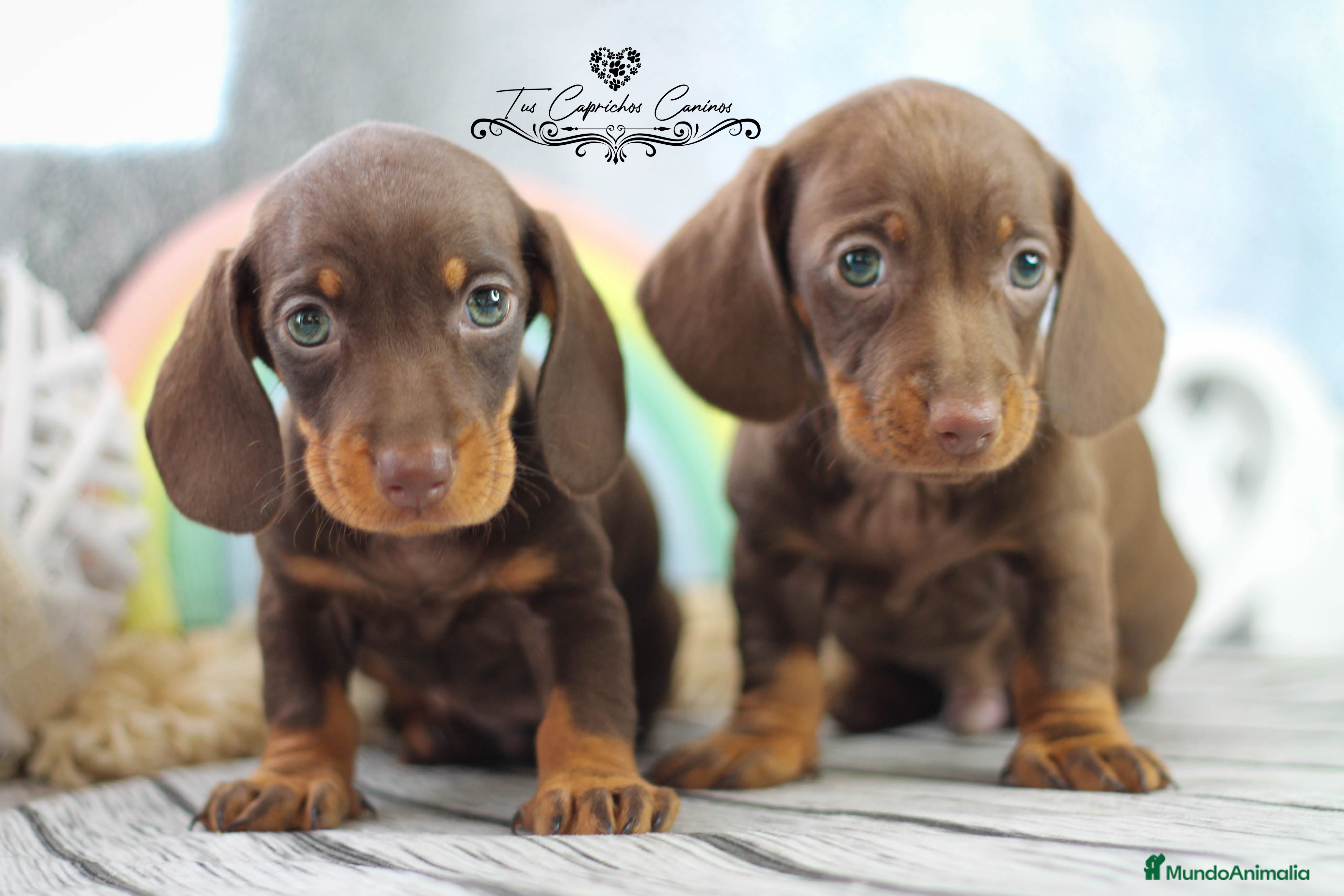 Teckel perros TECKEL COLOR CHOCOLATE  en Cantabria - Anuncio 2