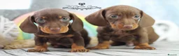 Teckel perros en venta: TECKEL COLOR CHOCOLATE  en Cantabria - Anuncio 2