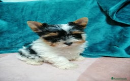 Yorkshire Terrier perros en venta: Wiewer miniatura  - Imagen 2