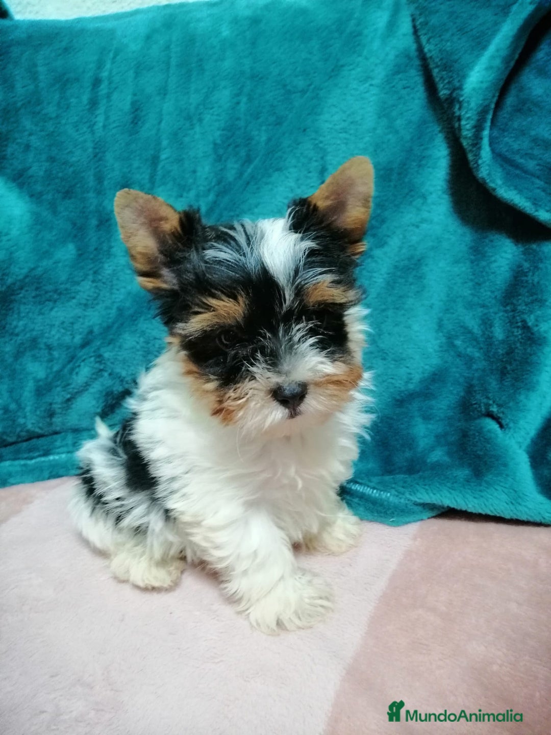Yorkshire Terrier perros en venta: Wiewer miniatura  - Imagen 2