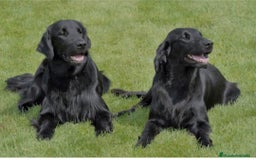Flat-Coated Retriever perros en venta: Flat-Coated retriever - Imagen 1