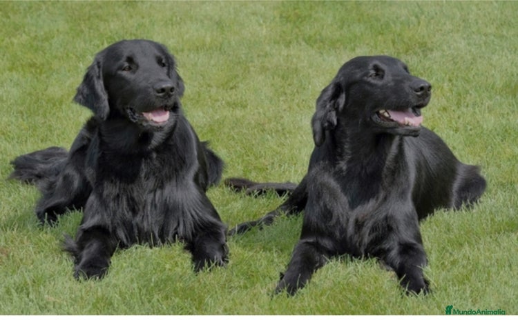 Flat-Coated Retriever perros - Propaganda 2
