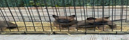 Pastor Belga Malinois perros en venta: Cachorros Malinois  - Anuncio 3
