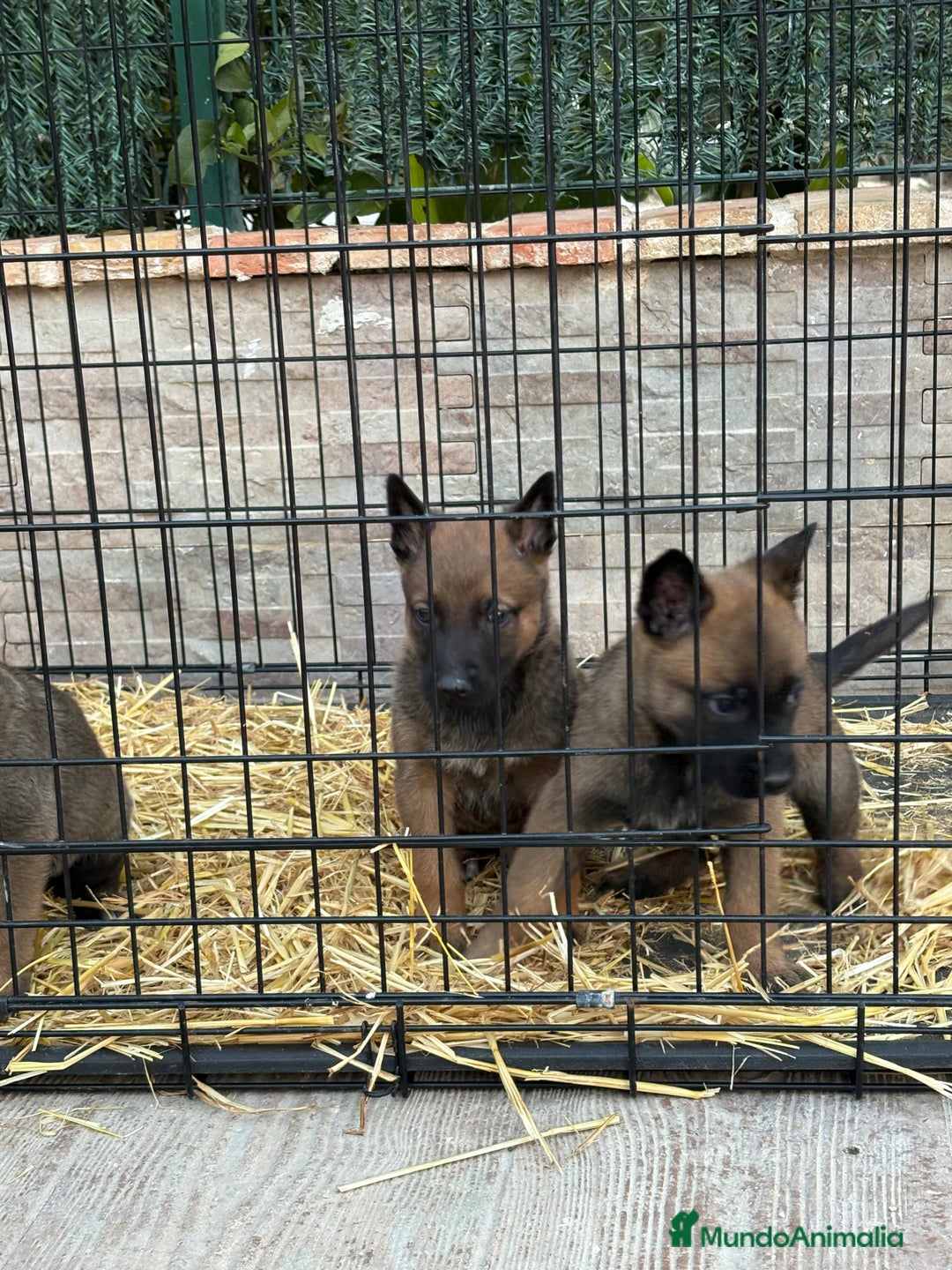 Pastor Belga Malinois perros en venta: Cachorros Malinois  - Anuncio 3