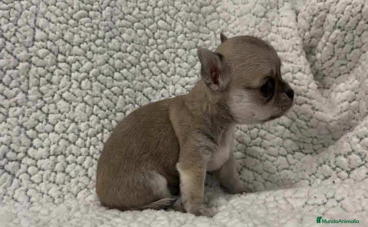 Chihuahua perros - Anuncio 1