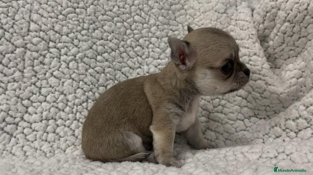 Chihuahua perros en venta: chihuahua cabeza de manzana - Imagen 1