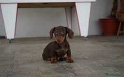 Teckel Miniatura perros en venta: 🍀 Cacao y Bongo – Pequeños teckel de alma dulce🐾 - Imagen 6