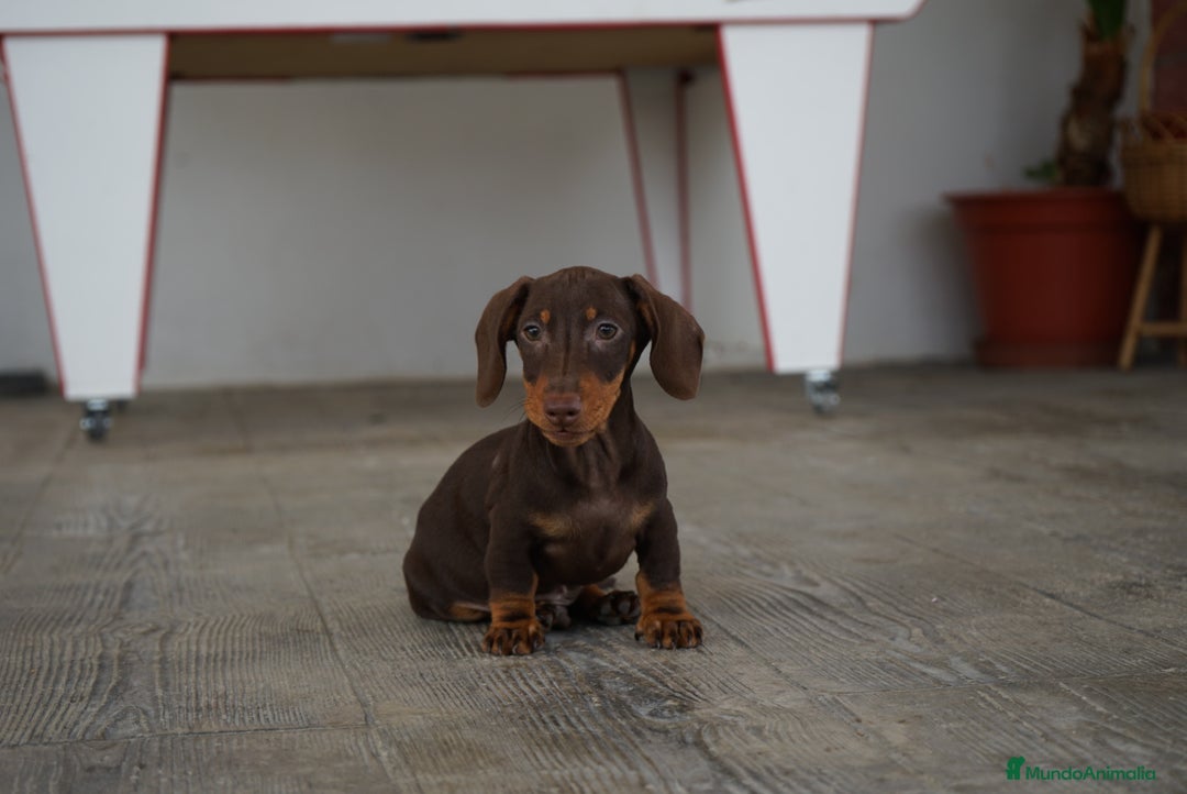 Teckel Miniatura perros en venta: 🍀 Cacao y Bongo – Pequeños teckel de alma dulce🐾 - Imagen 6