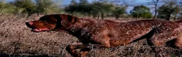 Braco Francés tipo Pirineos Talla Pequeña perros en venta: CACHORROS DE BRACO FRANCÉS DE SUSAN DE BEAUTÉ - Anuncio 4