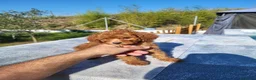 Caniche Enano perros en venta: CANICHE ENANO - Anuncio 4