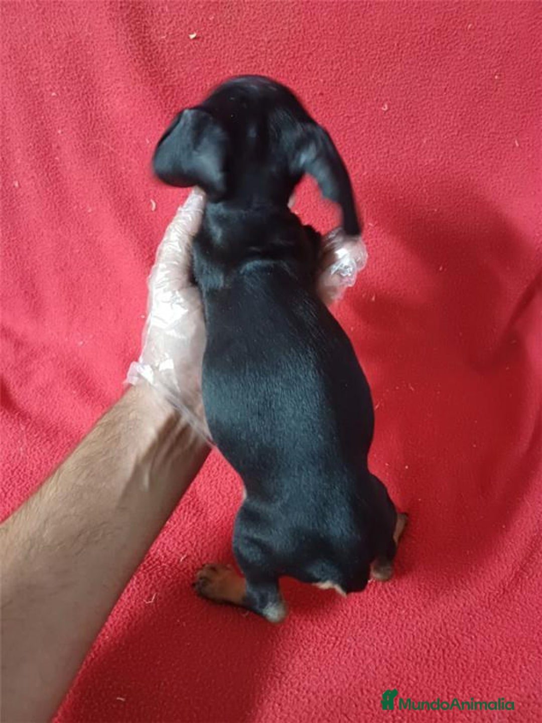 Teckel Miniatura perros en venta: Teckel Miniatura  - Anuncio 3