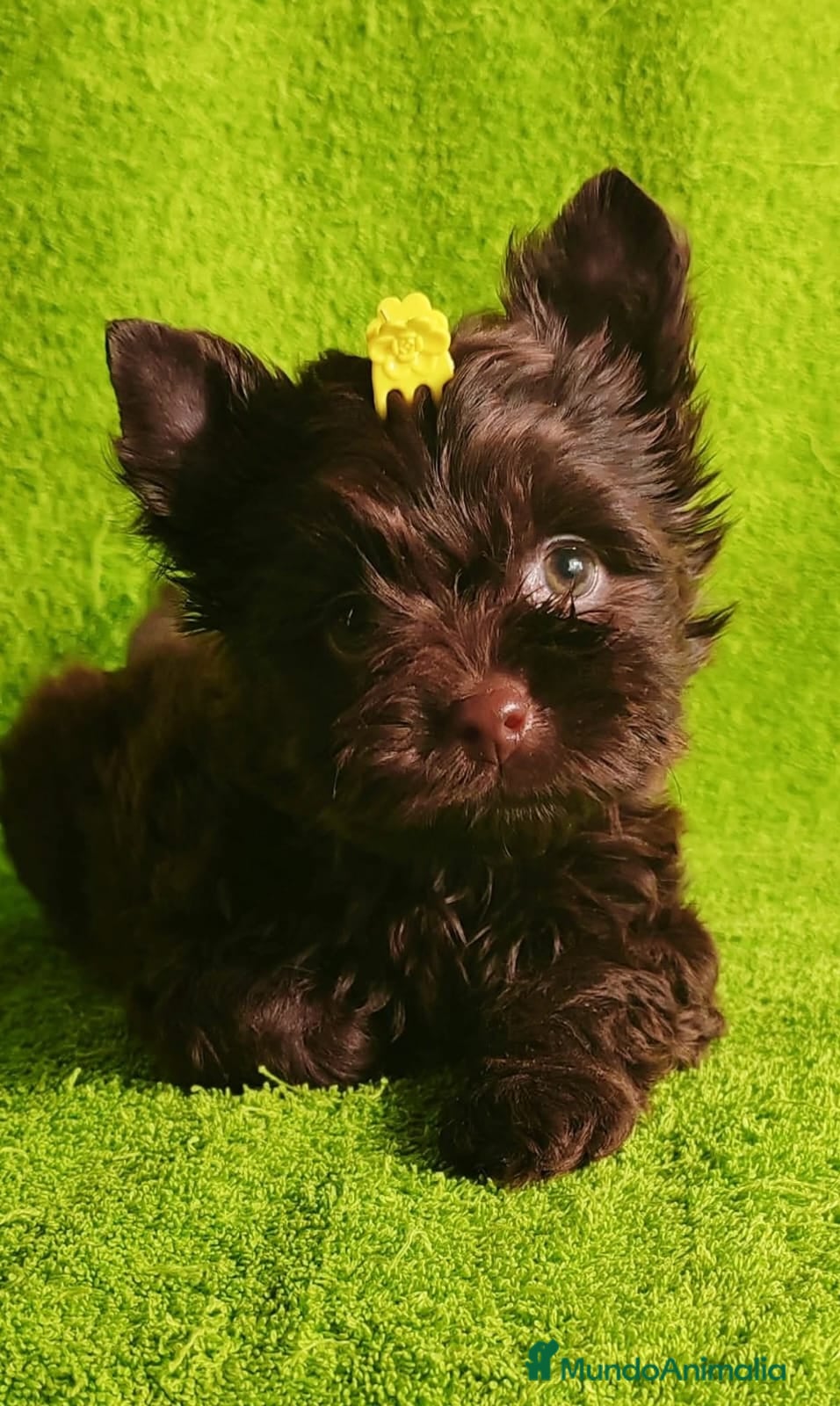 Yorkshire Terrier perros Cachorros Yorkshire Chocolate Toy - Anuncio 5