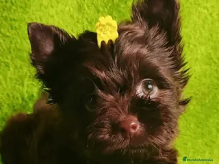 Yorkshire Terrier perros Cachorros Yorkshire Chocolate Toy - Anuncio 5