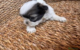 Shih Tzu perros en venta: Shih tzu bicolor - Imagen 7