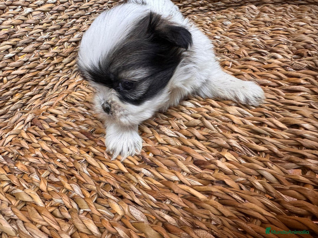 Shih Tzu perros en venta: Shih tzu bicolor - Imagen 7