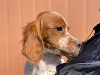 Épagneul Breton perros en Barcelona - Anuncio 13