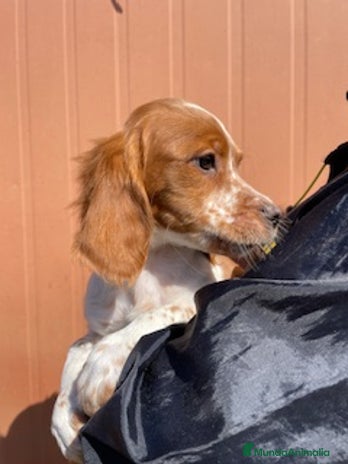 Épagneul Breton perros en Barcelona - Anuncio 19