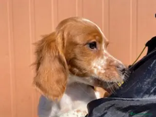 Épagneul Breton perros BRETON en Barcelona - Anuncio 2