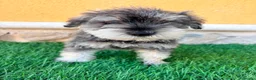 Schnauzer Miniatura perros en venta: Schnauzer miniatura sal y pimienta  - Anuncio 10