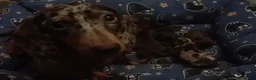 Teckel Miniatura perros en venta: Camada Kika Teckel Canichen - Anuncio 8