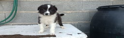 Border Collie perros en venta: Border collie  - Anuncio 3