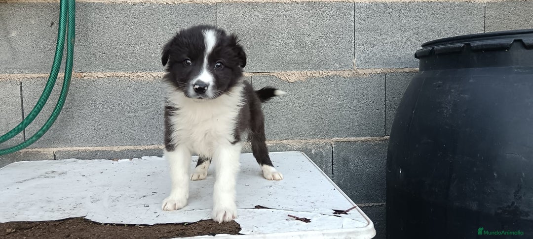 Border Collie perros en venta: Border collie  - Anuncio 3