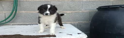 Border Collie perros en venta: Border collie  - Anuncio 3