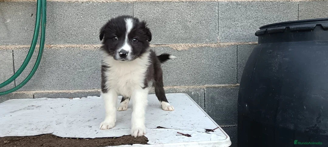 Border Collie perros en venta: Border collie  - Anuncio 3