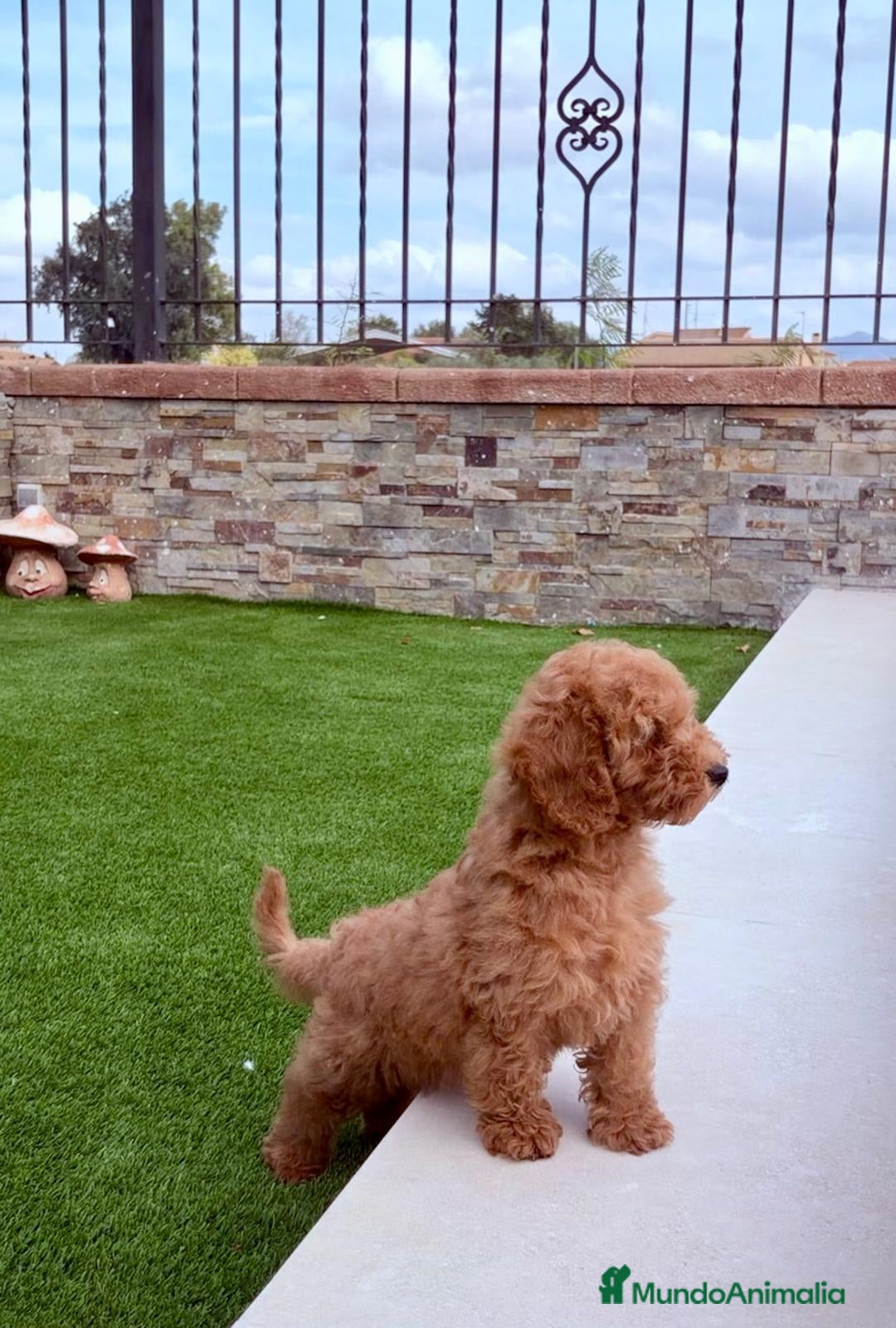 Caniche Enano perros Caniche Enano macho - Anuncio 1