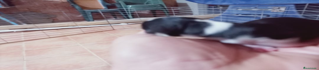 Chihuahua Cachorro 3