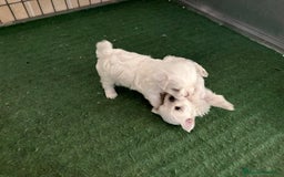 Bichón Maltés perros en venta: Bichon maltés  - Imagen 9
