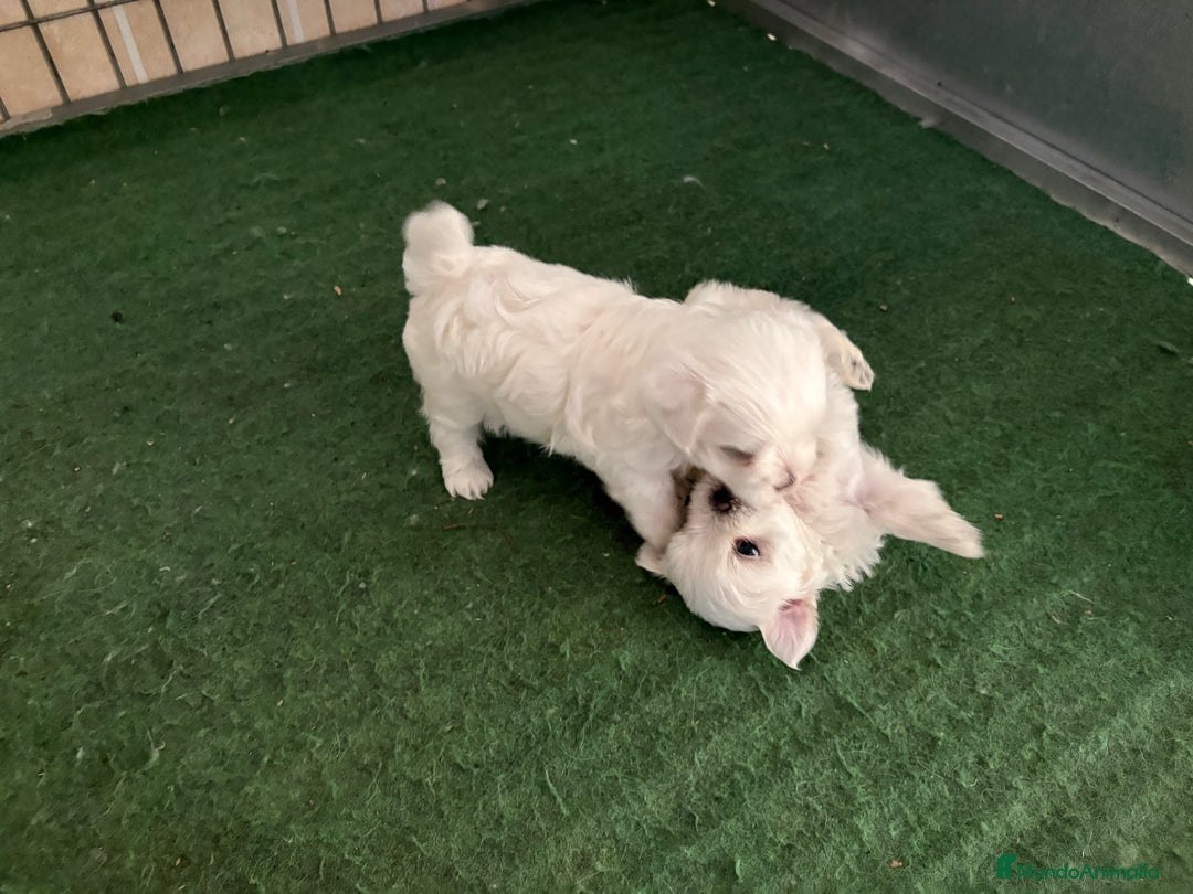Bichón Maltés perros en venta: Bichon maltés  - Imagen 9