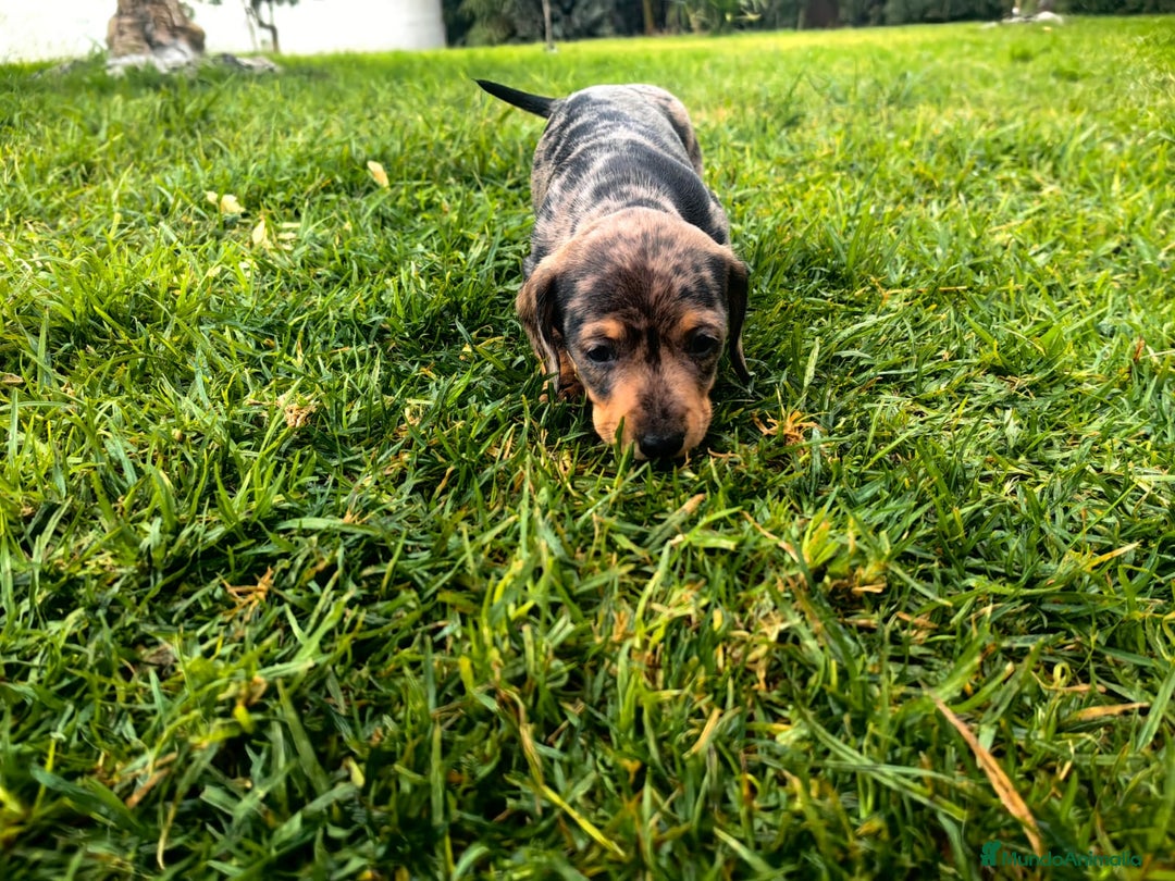 Teckel Miniatura perros en venta: Teckel miniatura  - Anuncio 9