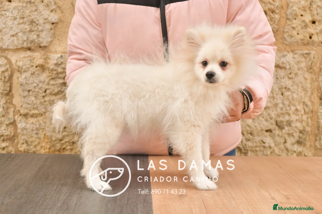 Pomerania perros en venta: Pomeranias disponibles - Anuncio 3