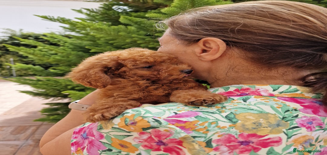 Imagen de galería {{count}}