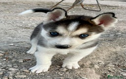 Husky Siberiano perros en venta: Husky Siberiano  - Imagen 6