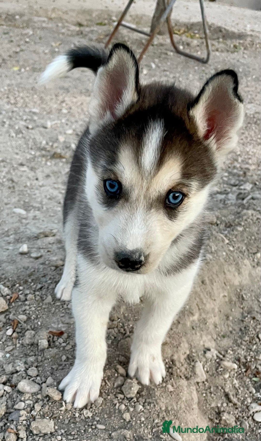Husky Siberiano perros en venta: Husky Siberiano  - Imagen 6