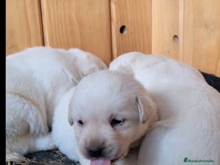 Labrador Retriever perros LABRADOR RETRIEVER GARANTIA Y SERIEDAD - Anuncio 2