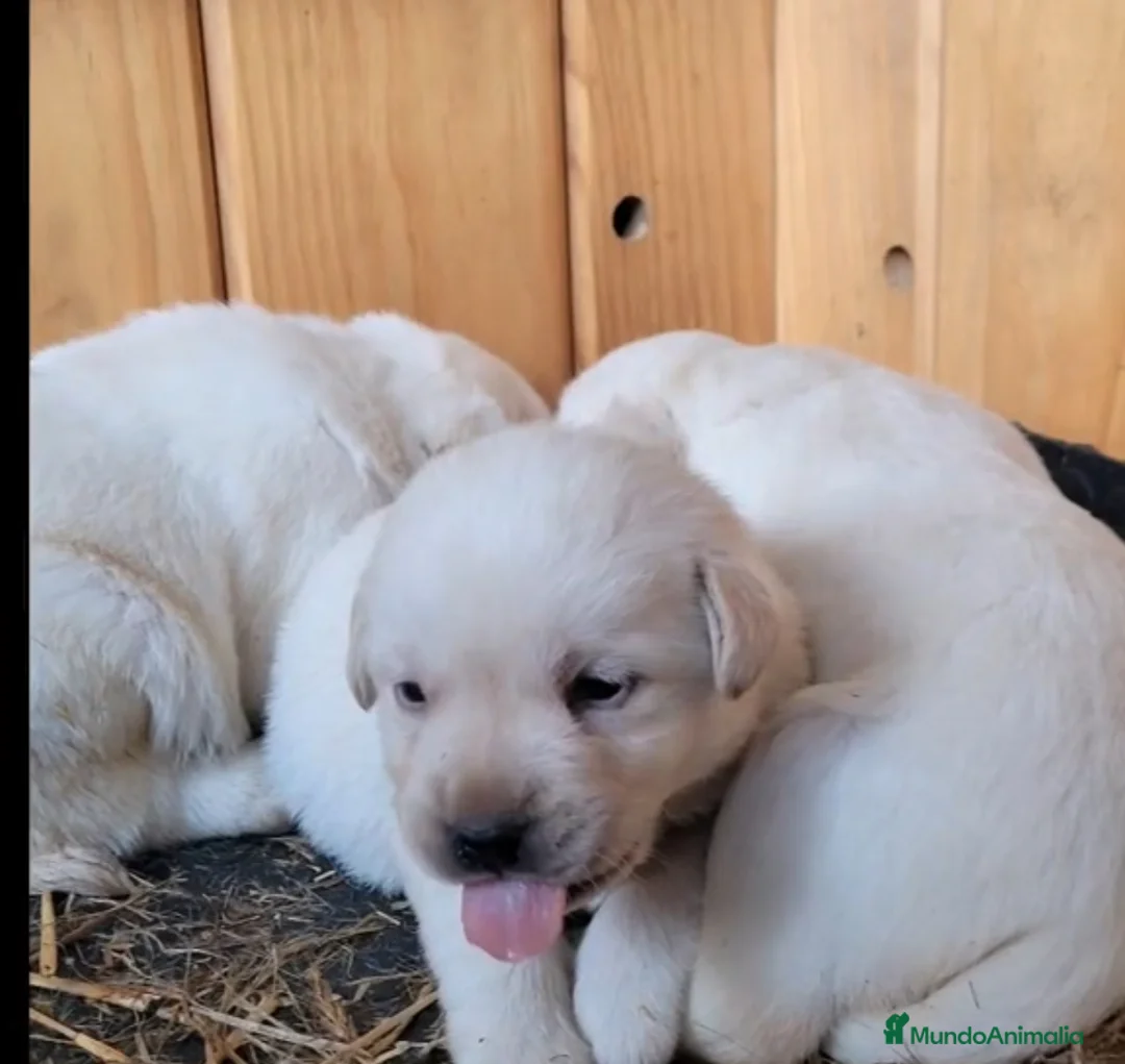 Labrador Retriever perros en venta: LABRADOR RETRIEVER GARANTIA Y SERIEDAD - Anuncio 1