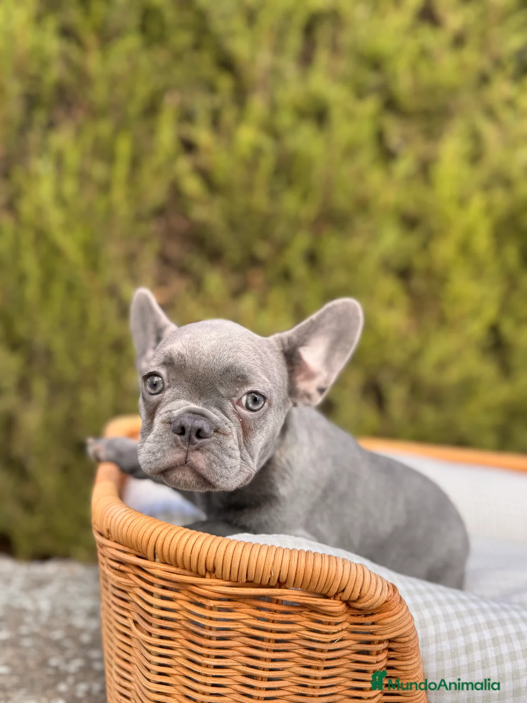 Bulldog Francés perros en venta: BULLDOG FRANCÉS EXÓTICOS  - Anuncio 4