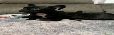 Bulldog Francés Cachorro 2