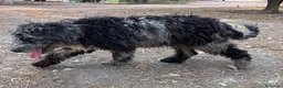 Perro de Agua Español perros en venta: PERRO DE AGUA ESPAÑOL - Anuncio 12